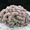 Mammillaria_compressa_1